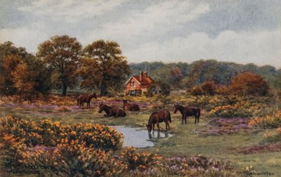 Ponys im New Forest, Lyndhurst von Alfred Robert Quinton